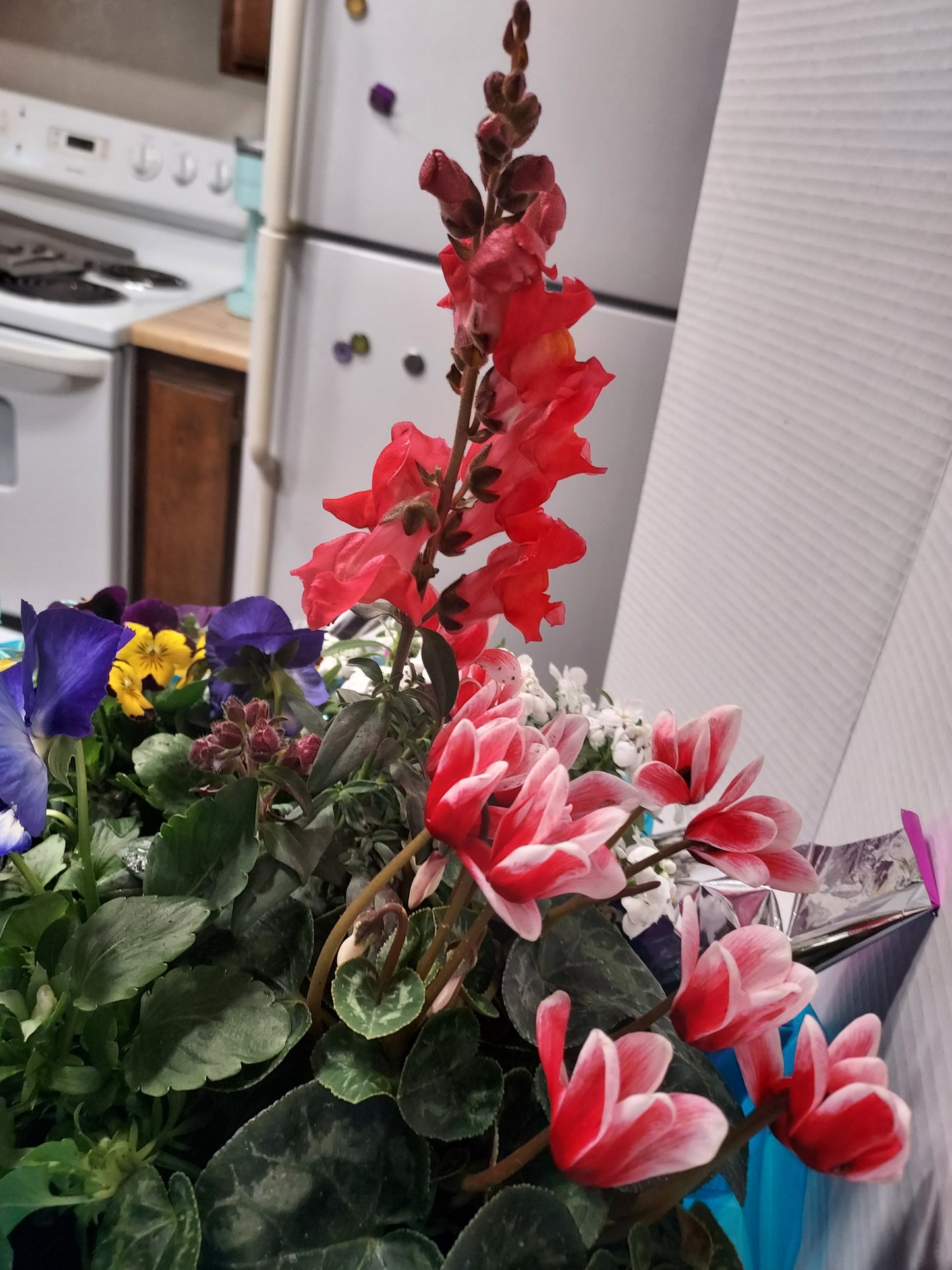 Garden Plant