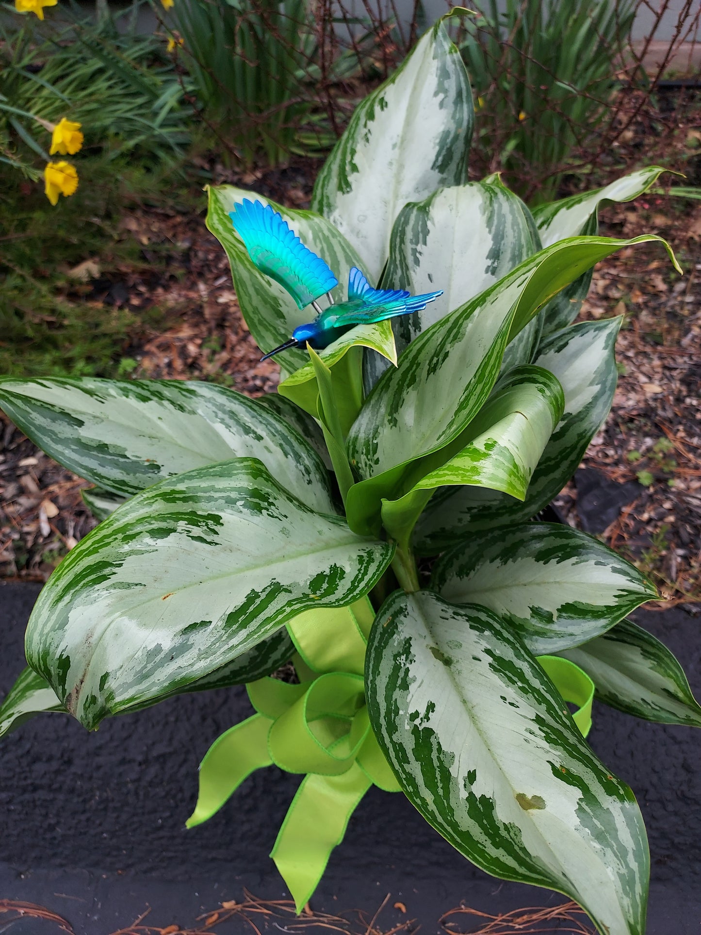 Garden Plant