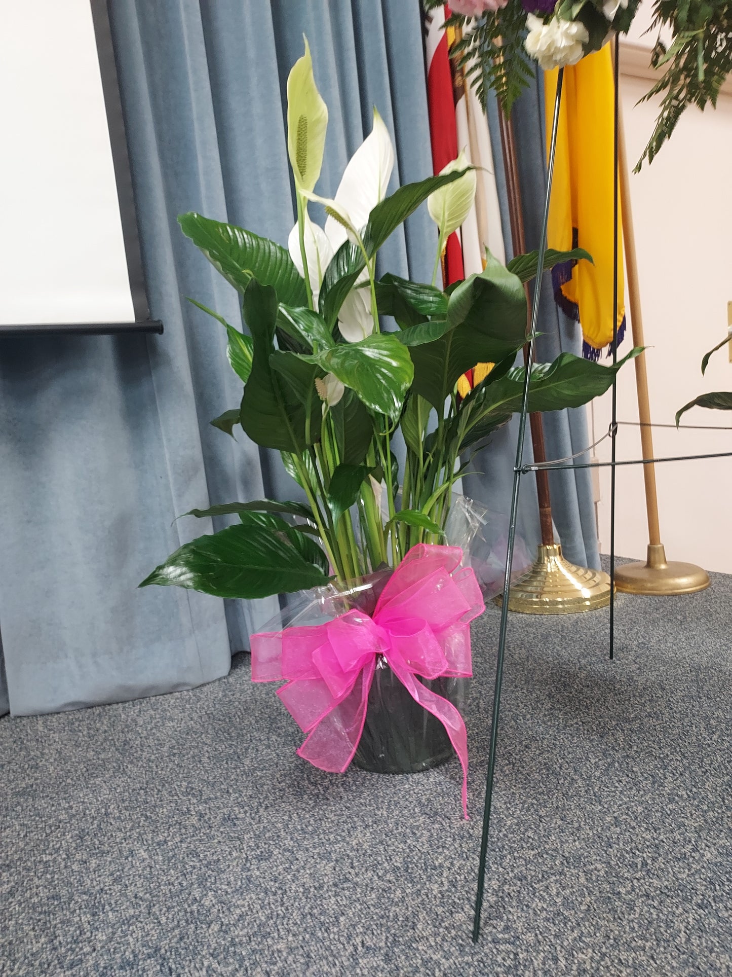 Peace Plant One Gallon