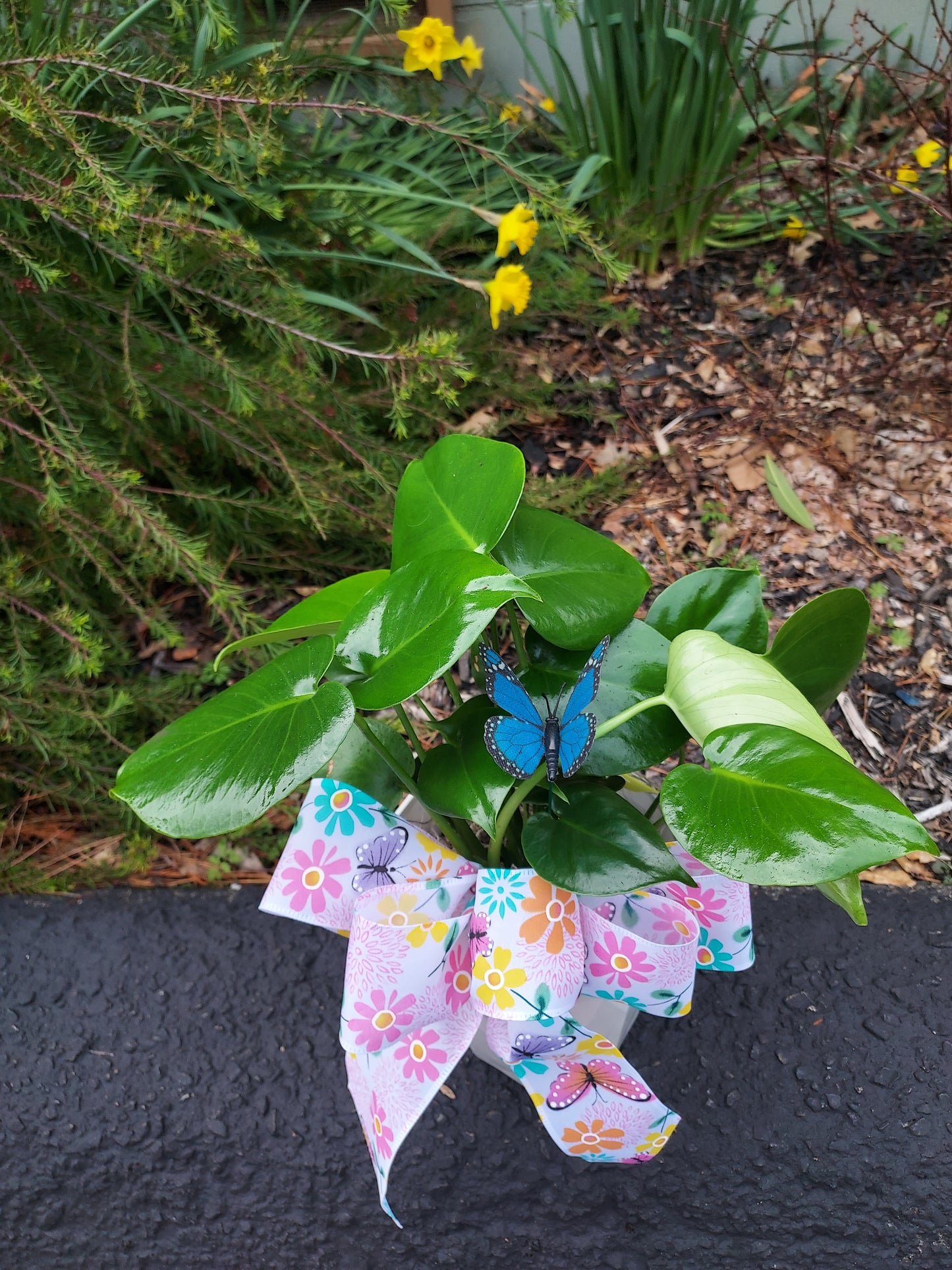 Garden Plant