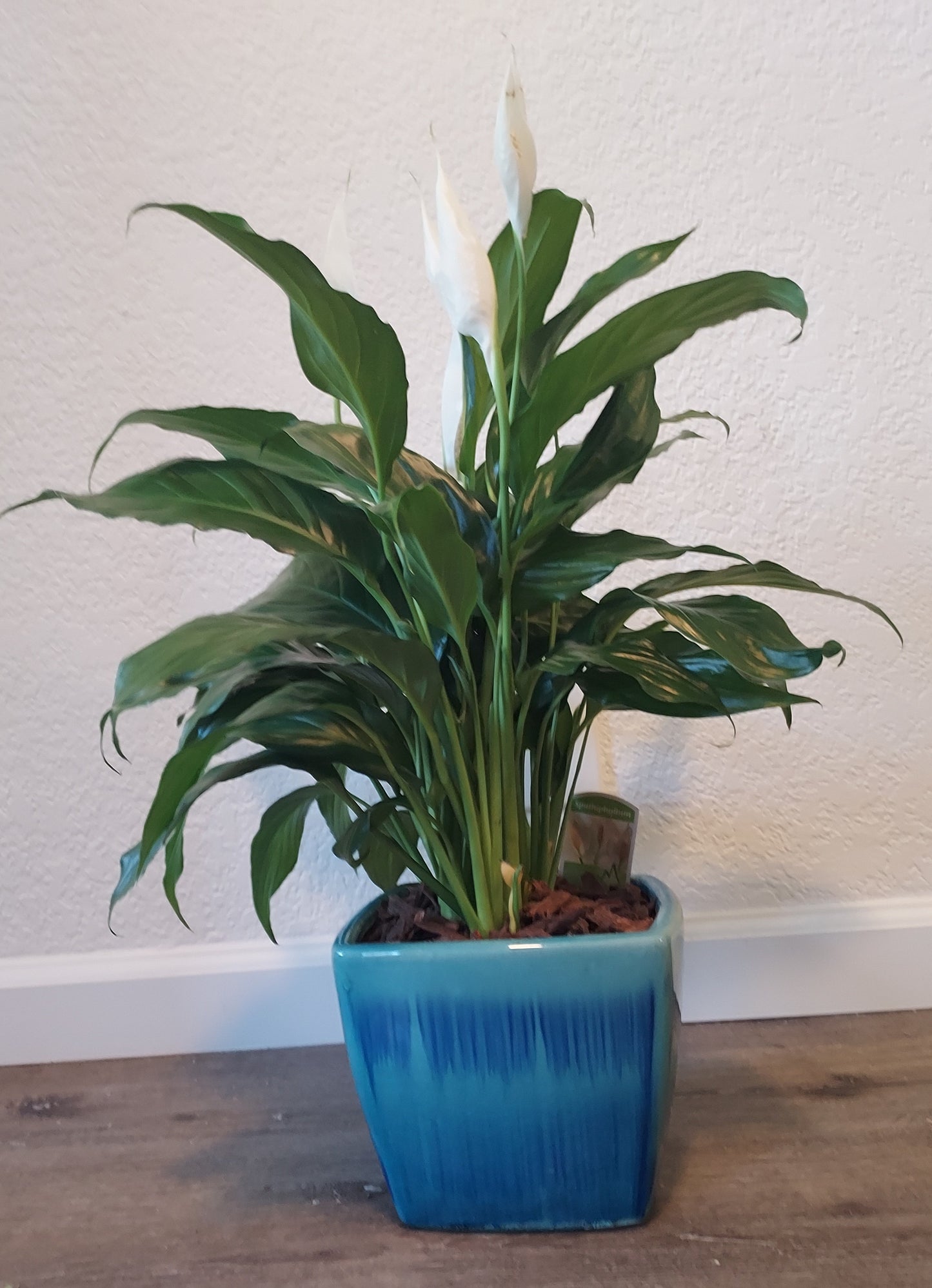Garden Plant