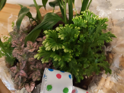 Garden Plant
