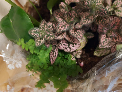 Garden Plant