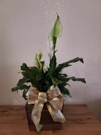 Garden Plant