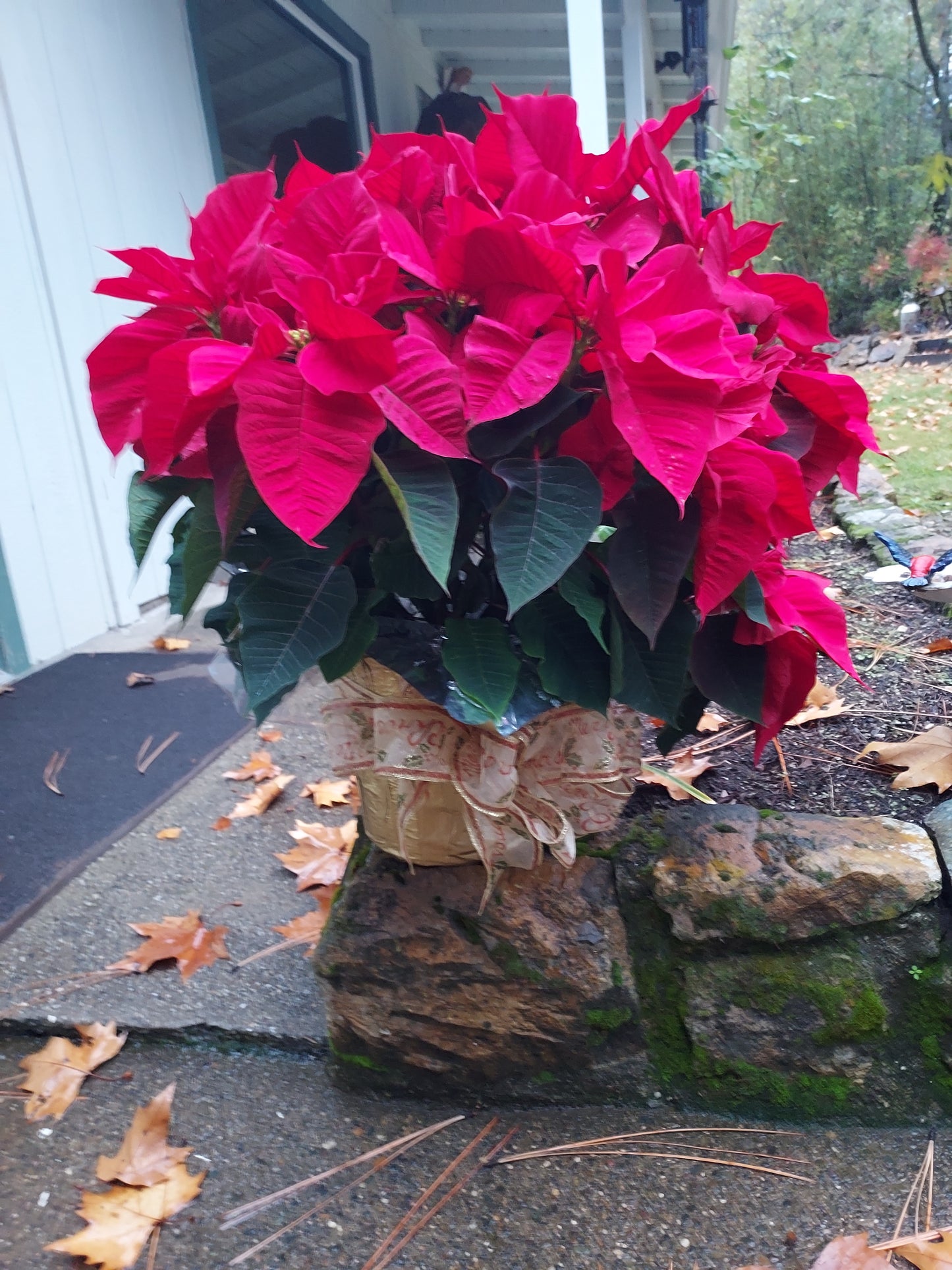 Poinsetta Plant