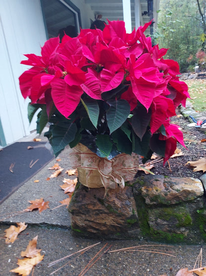 Poinsetta Plant