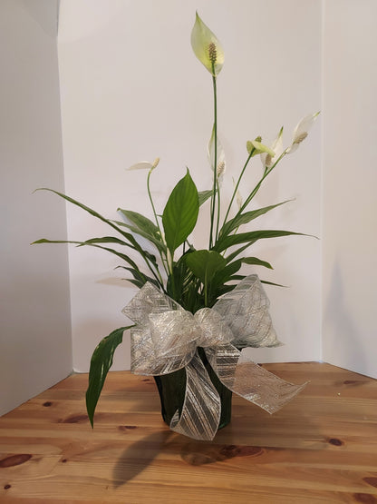 Garden Plant