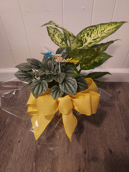 Garden Plant