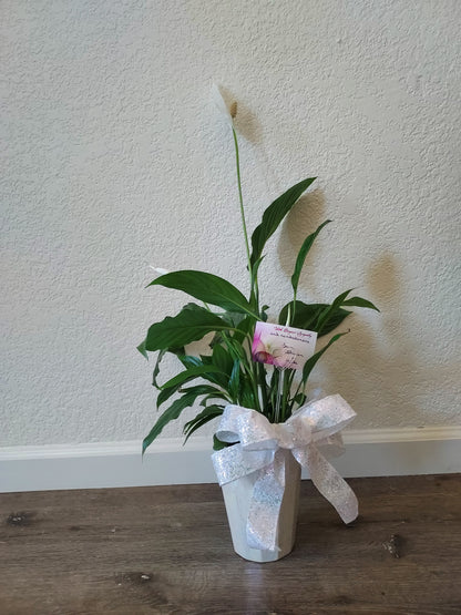Garden Plant