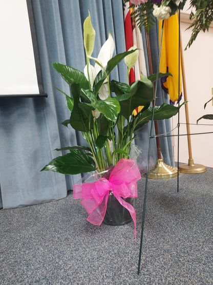 Peace Plant One Gallon