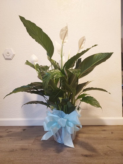 Peace Plant One Gallon