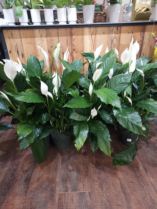 Peace Plant 1 Gallon