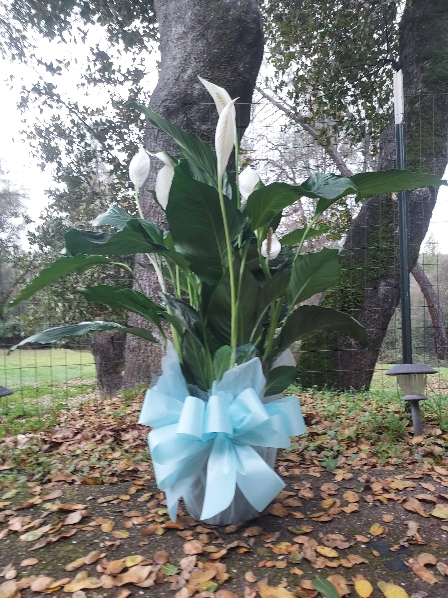 Peace Plant One Gallon