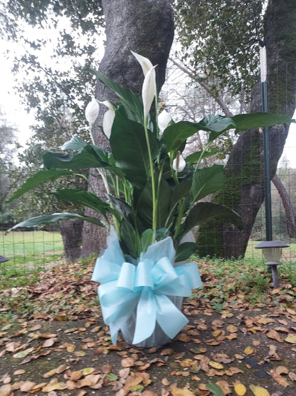 Peace Plant One Gallon