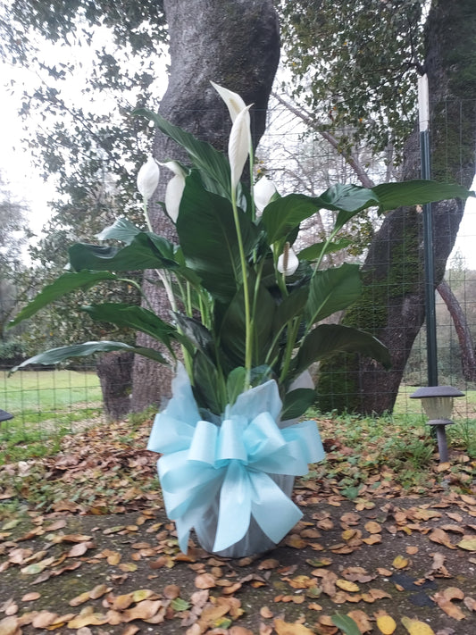 Peace Plant One Gallon