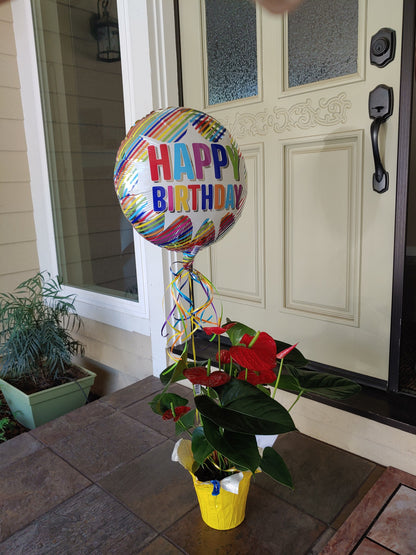 Orchid or Potted Plants