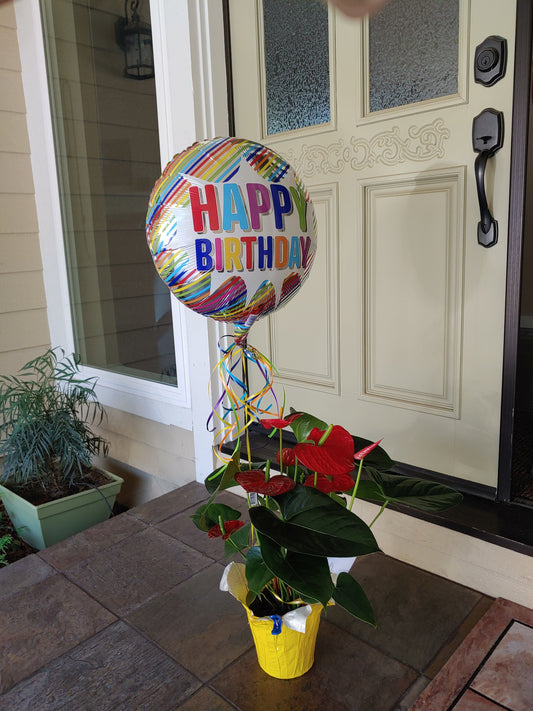 Orchid or Potted Plants