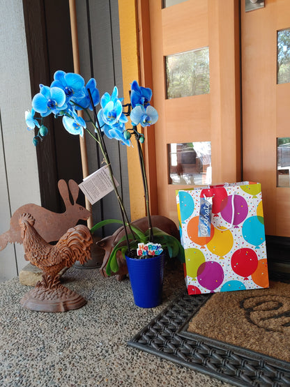 Orchid or Potted Plants